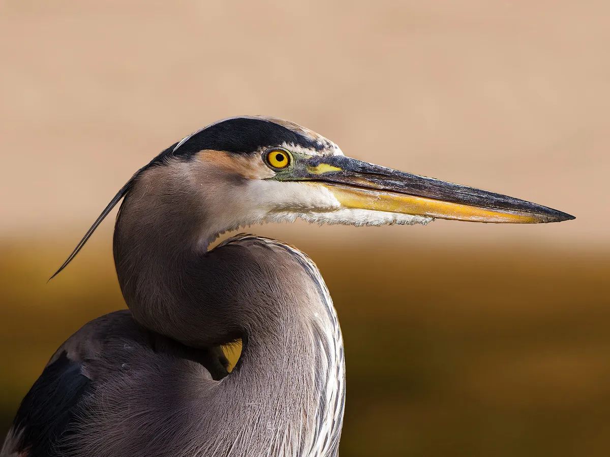 What Do Herons Eat? (Complete Guide)