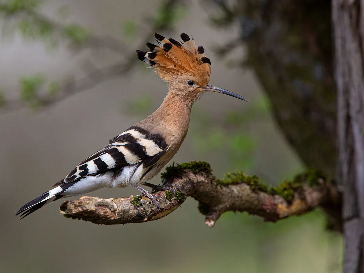 What Do Hoopoes Eat? (Complete Guide)