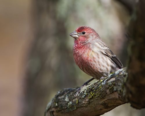 What Do House Finches Eat? (All You Need To Know)