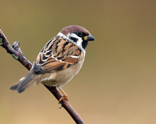 What Do House Sparrows Eat? (Complete Guide)