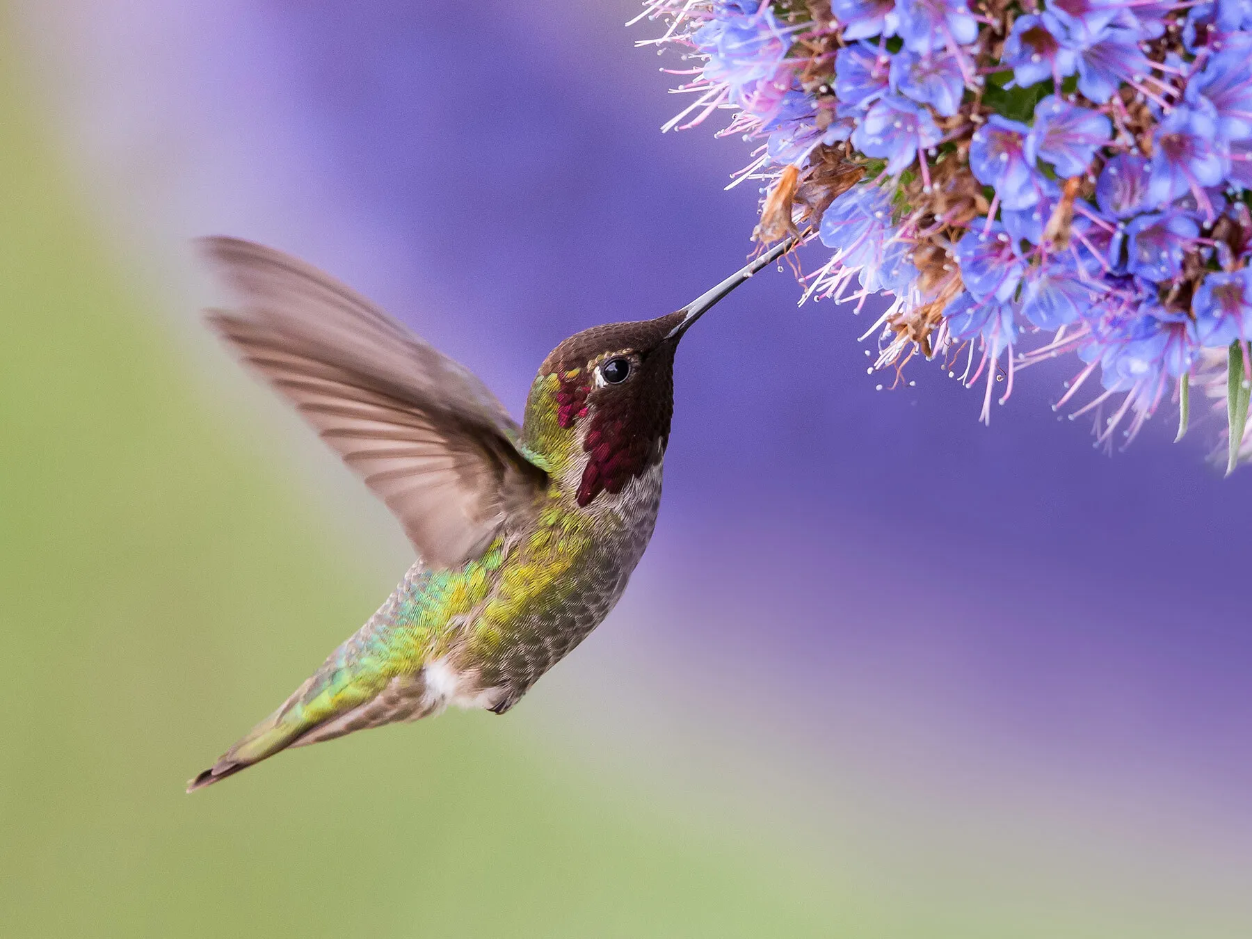 What Do Hummingbirds Eat? (Complete Guide)
