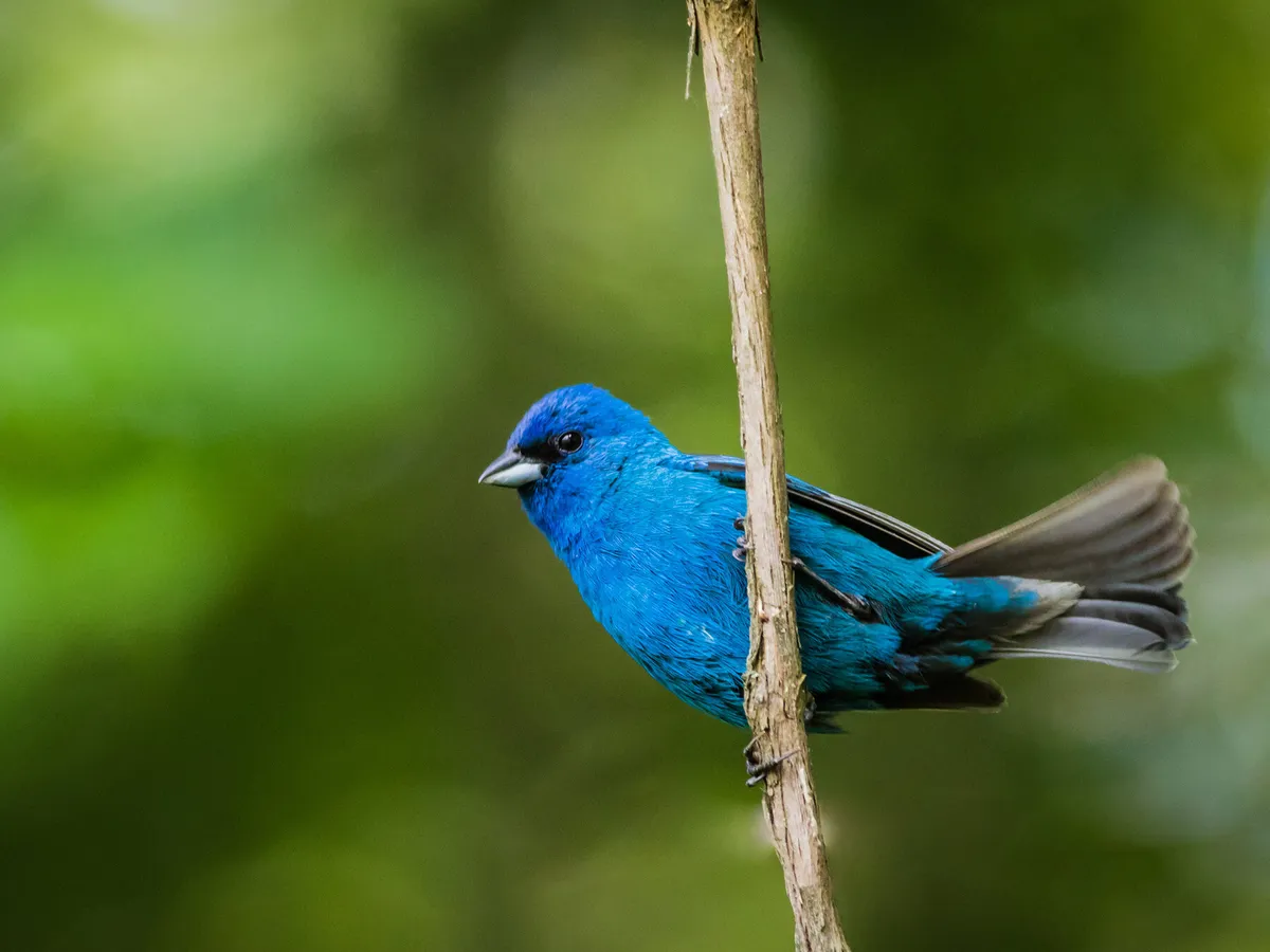 What Do Indigo Buntings Eat? (Complete Guide)
