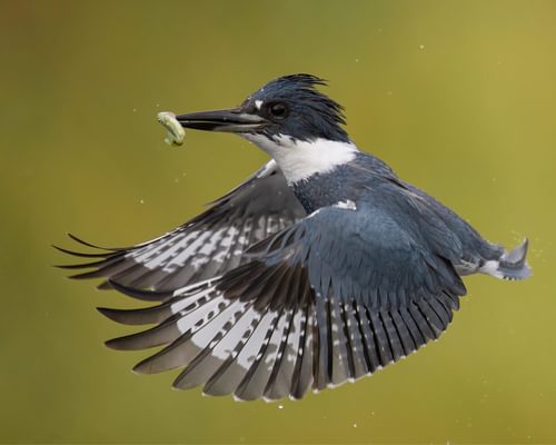What Do Kingfishers Eat? (Diet + Behavior)
