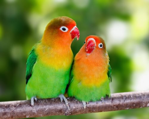 What Do Lovebirds Eat? (Lovebird Diet, Behavior and Habits)
