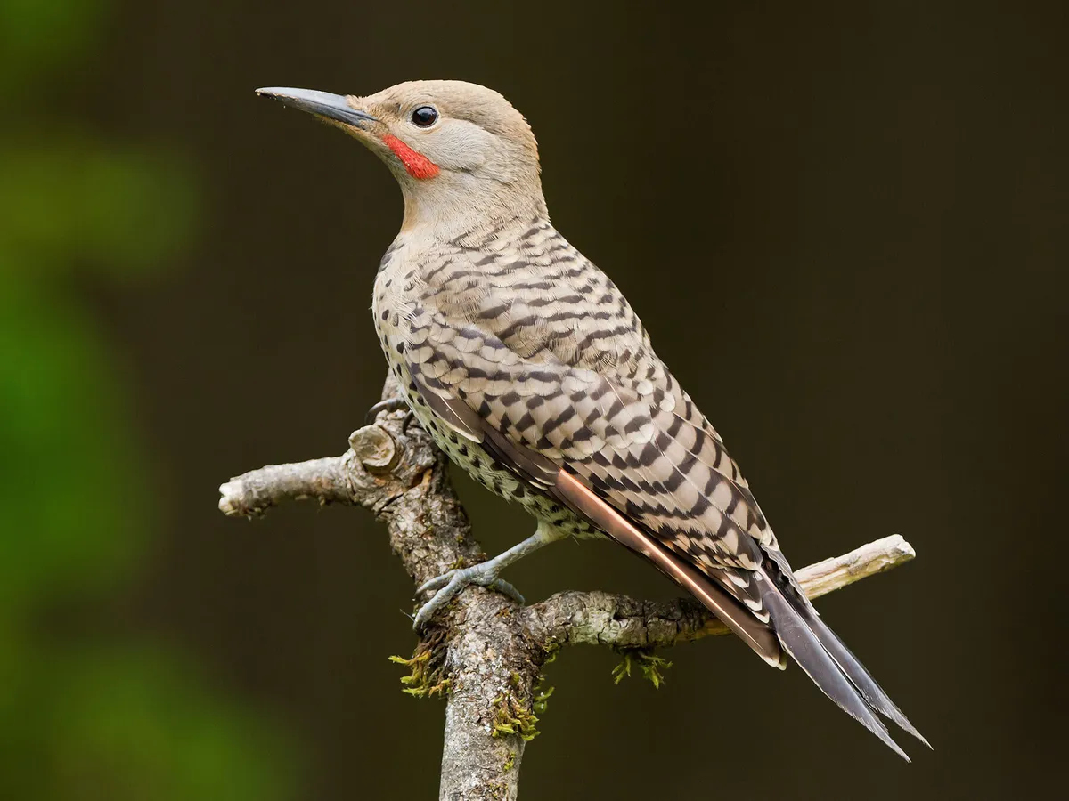 What Do Northern Flickers Eat?