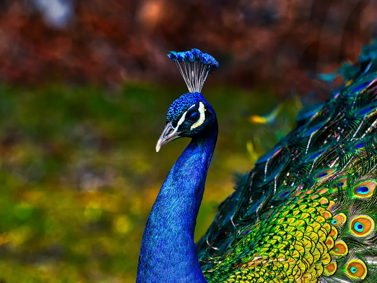 What Do Peacocks Eat Complete Guide Birdfact