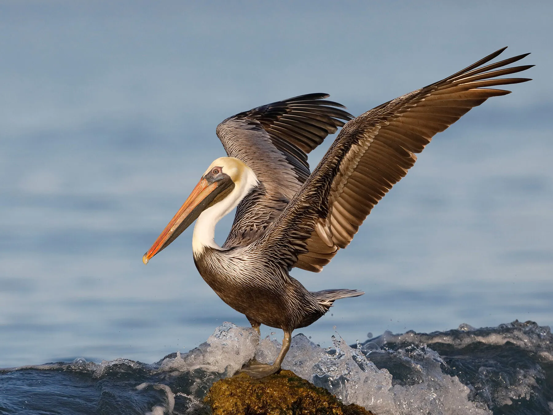 What Do Pelicans Eat? (Complete Guide)