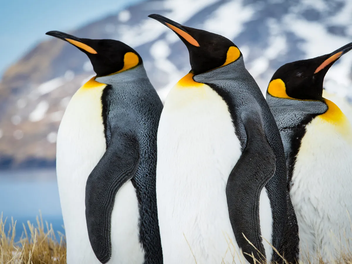 What Do Penguins Eat? (Complete Guide)