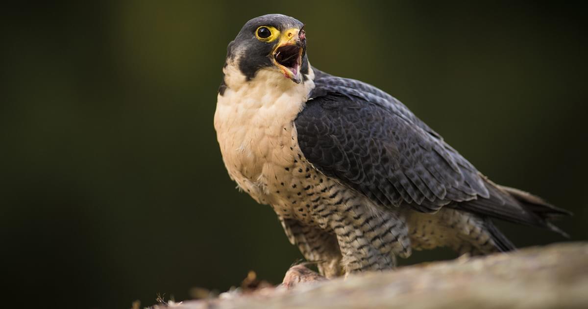 What Do Peregrine Falcons Eat? (Full Diet Guide) | Birdfact
