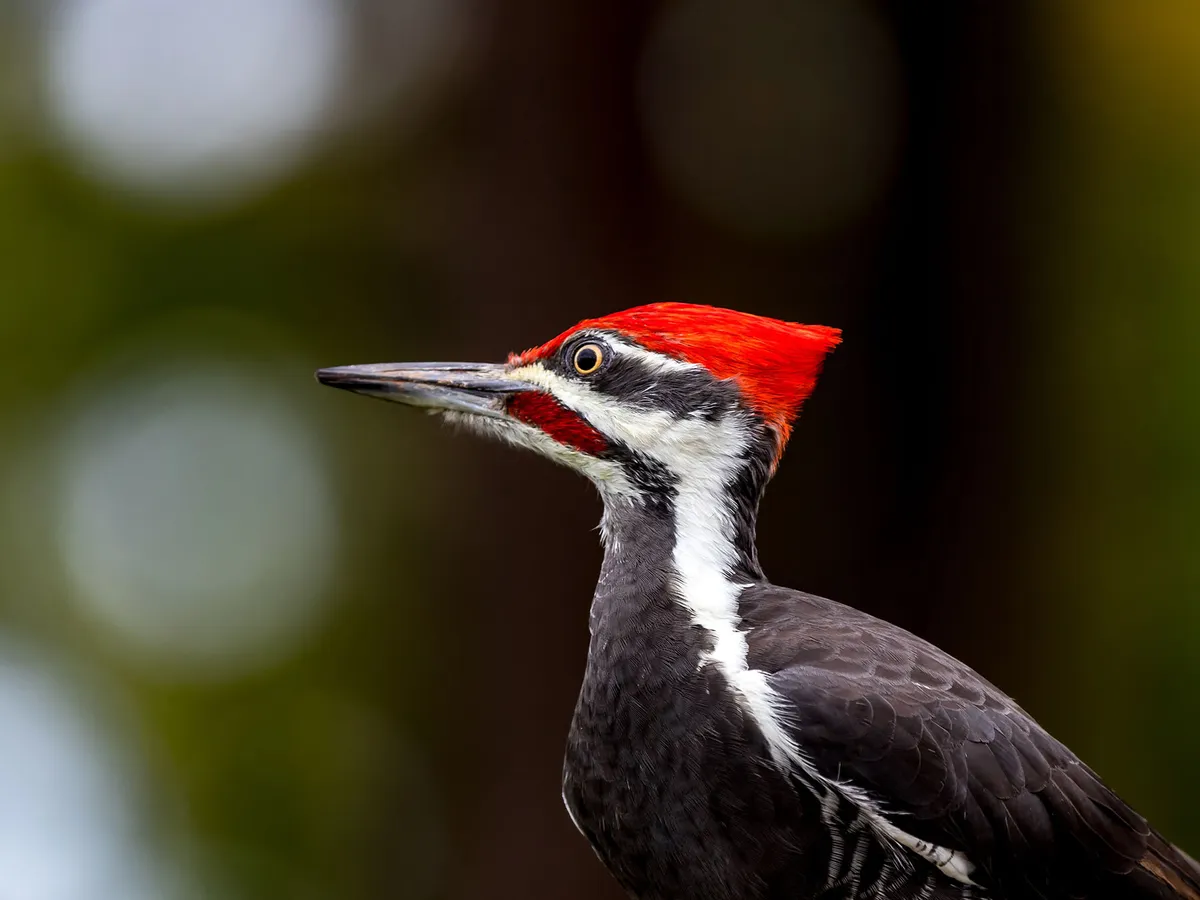 What Do Pileated Woodpeckers Eat? (Diet + Behavior)