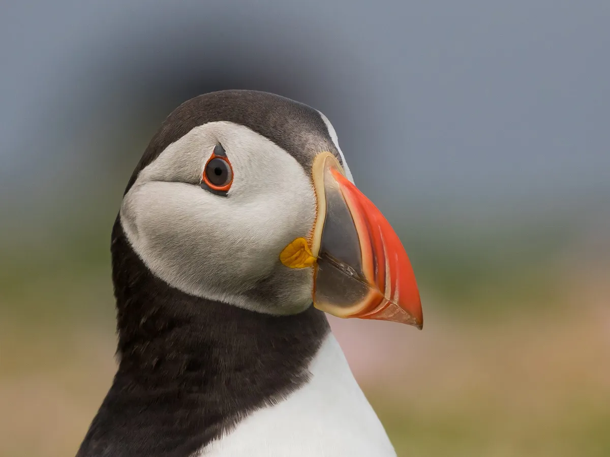 What Do Puffins Eat?