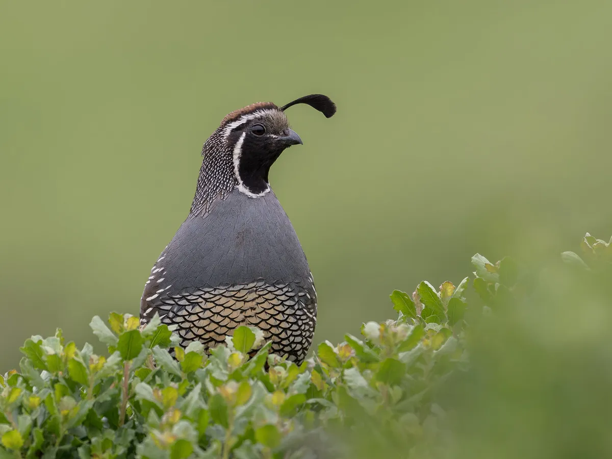 What Do Quail Eat? (Complete Guide)