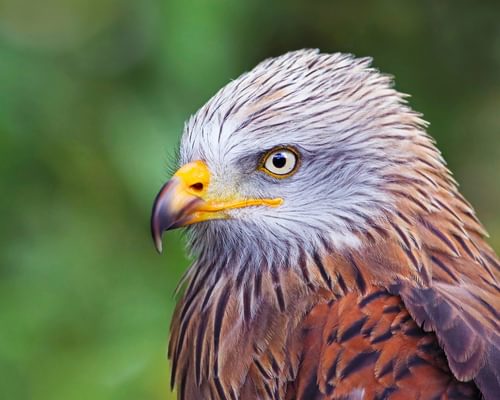What Do Red Kites Eat?