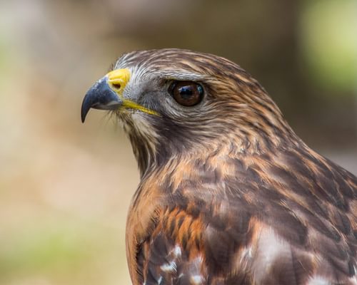 What Do Red-Shouldered Hawks Eat? (Full Diet + Habits)