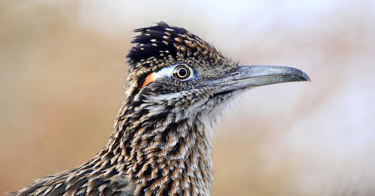 What Do Roadrunners Eat? (Everything You Need To Know) | Birdfact