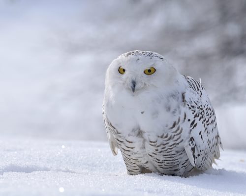 What Do Snowy Owls Eat?