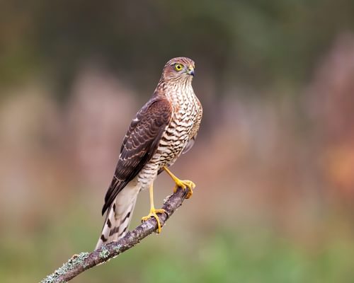 What Do Sparrowhawks Eat?