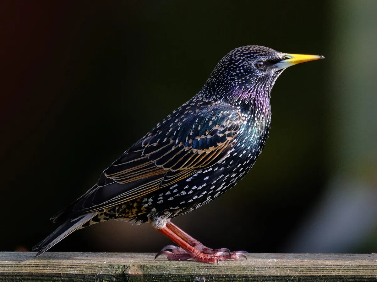 What Do Starlings Eat? (Complete Guide)
