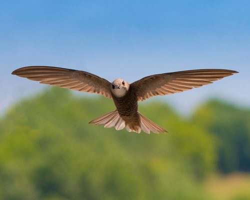 What Do Swifts Eat? (Diet, Feeding Behavior + FAQs)