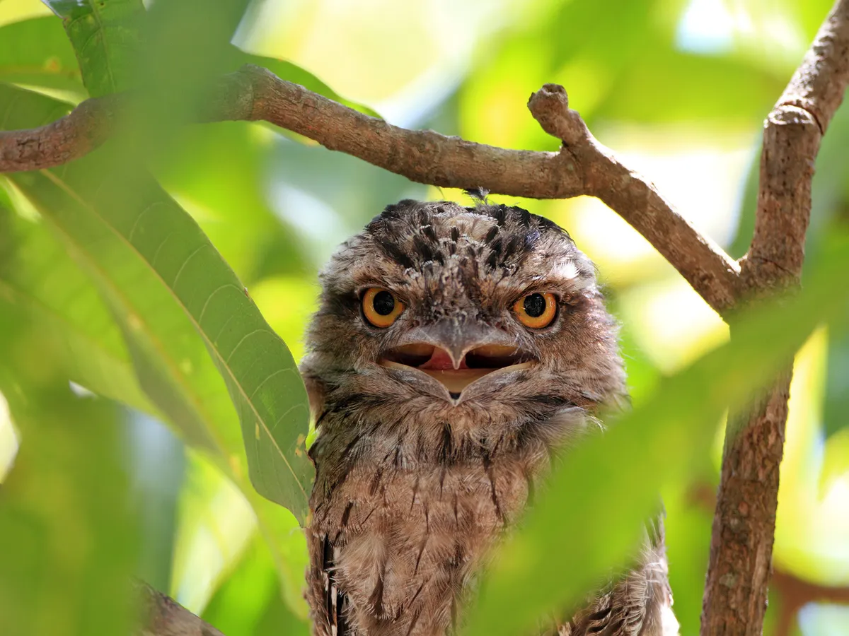 What Do Tawny Frogmouths Eat? (Diet + Behavior)