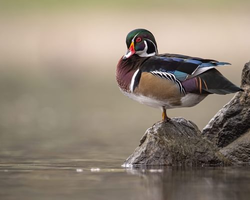 What Do Wood Ducks Eat? (Complete Guide)