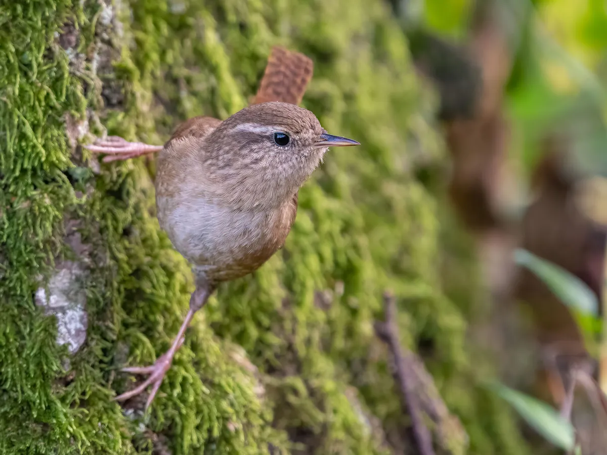 What Do Wrens Eat In The UK?