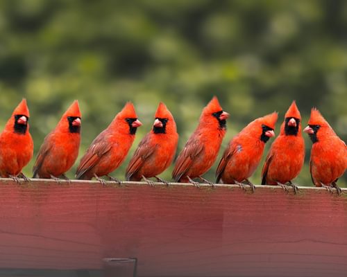 What is a Group of Cardinals Called? (Complete List + Why)