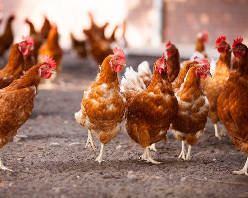 What is a Group of Chickens Called? (Complete List + Why?)