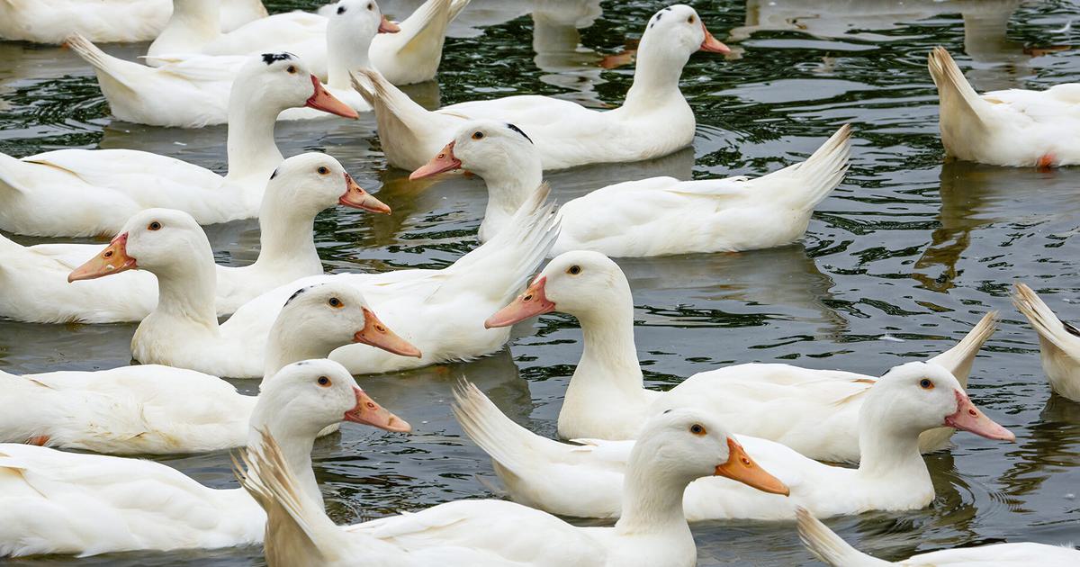 What is a Group of Ducks Called? (Complete List + Why?) | Birdfact