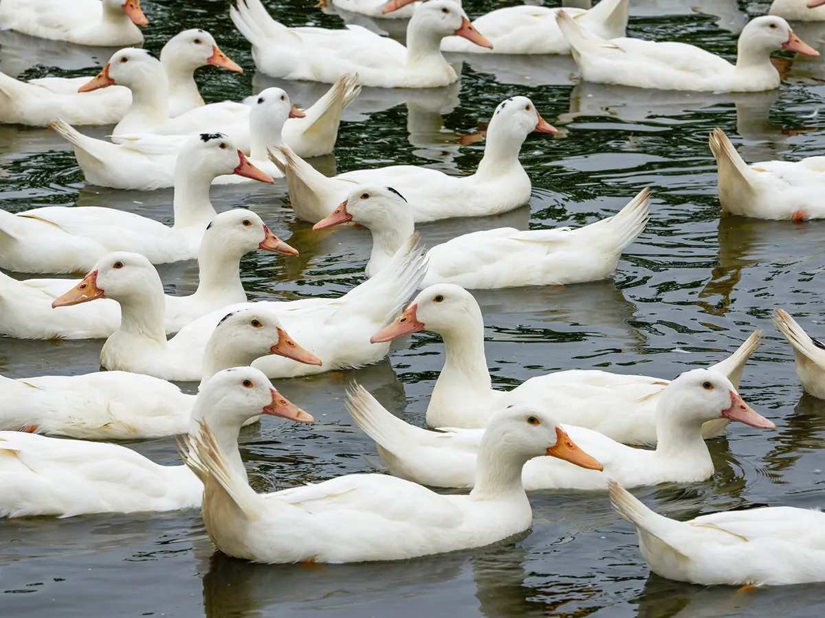 What is a Group of Ducks Called? (Complete List + Why?) | Birdfact