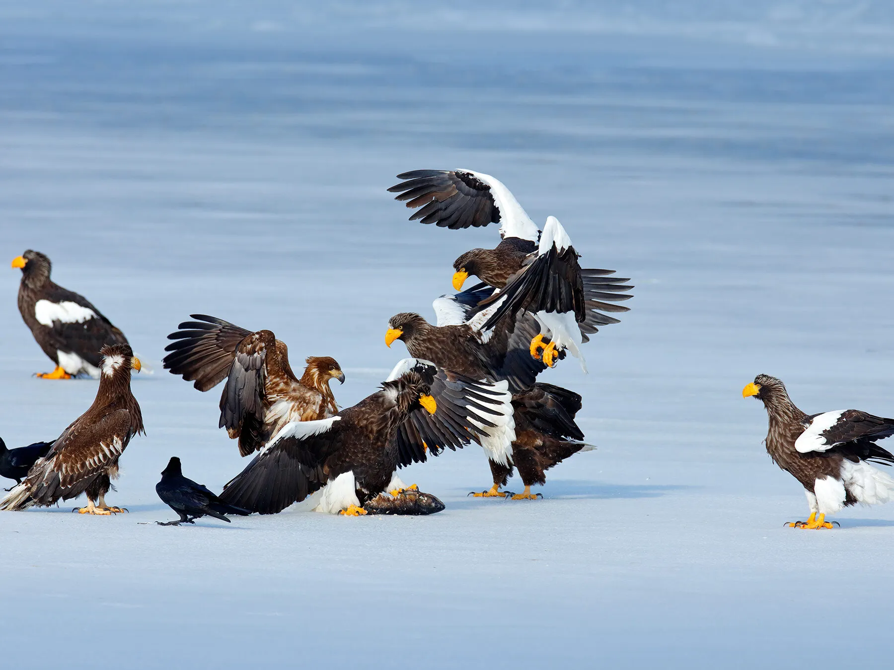 What is a Group of Eagles Called?