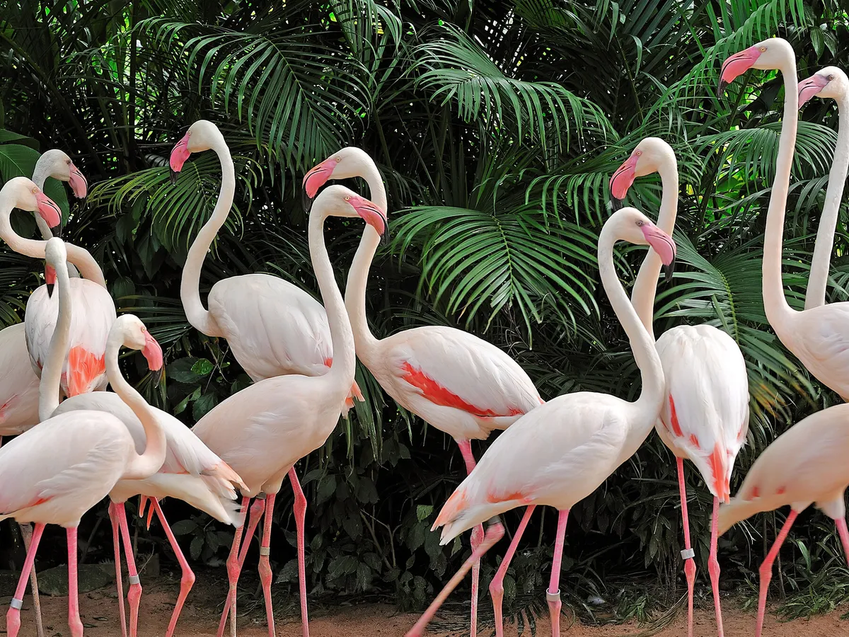 What is a Group of Flamingos Called? (Complete Guide)