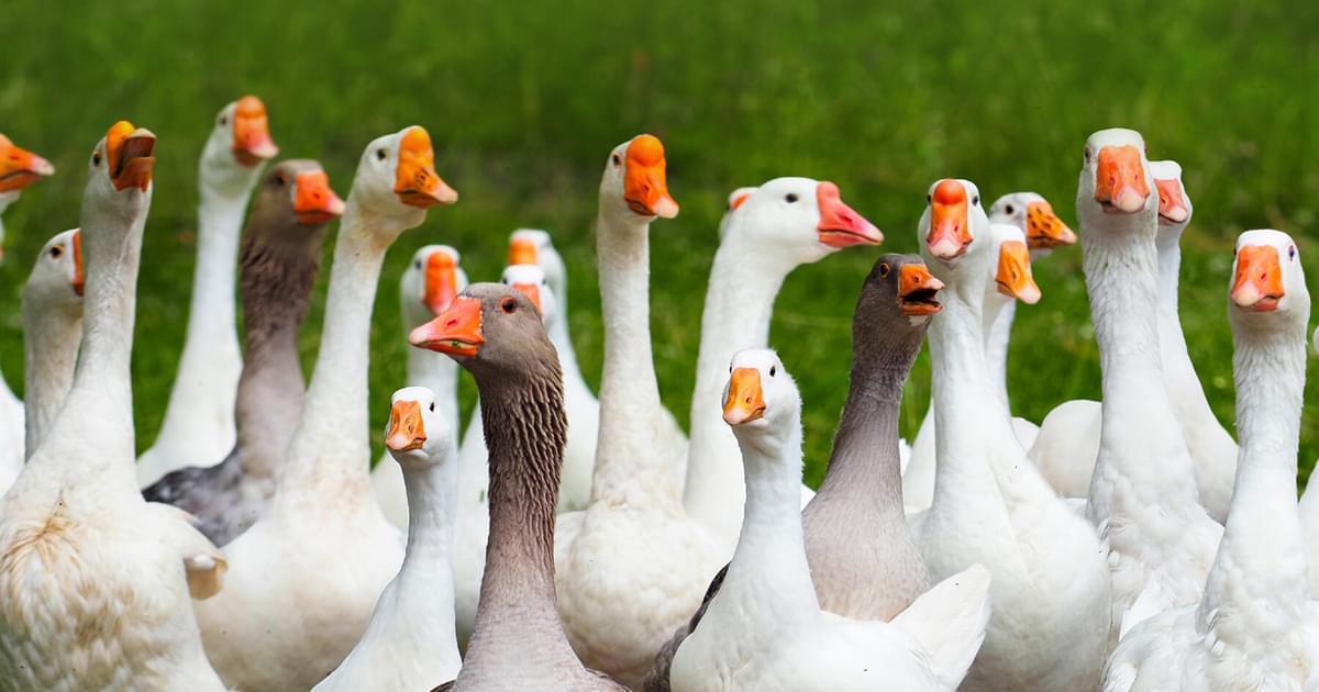 What is a Group of Geese Called? (Full List and Why?) | Birdfact