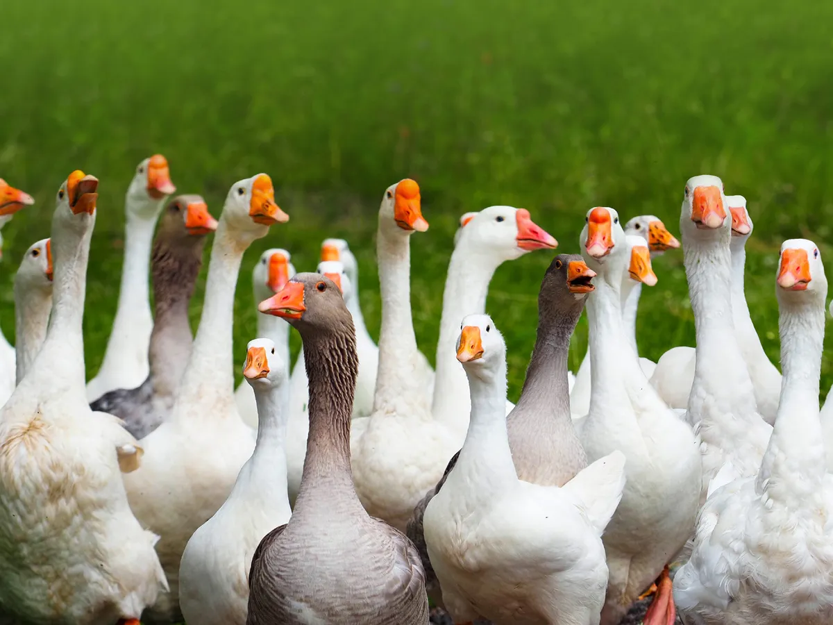 What is a Group of Geese Called? (Full List and Why?)