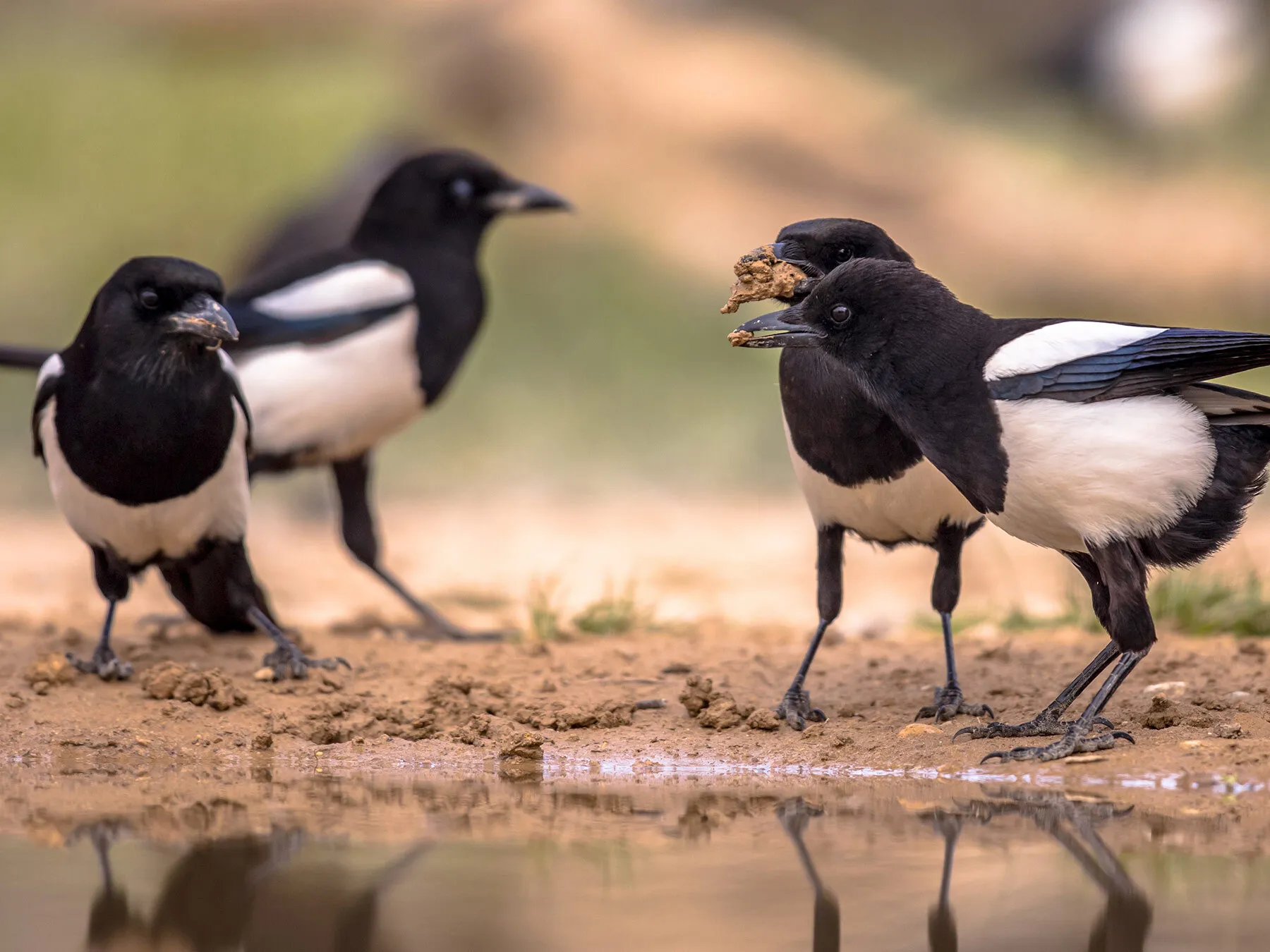 What is a Group of Magpies Called? (Complete Guide)