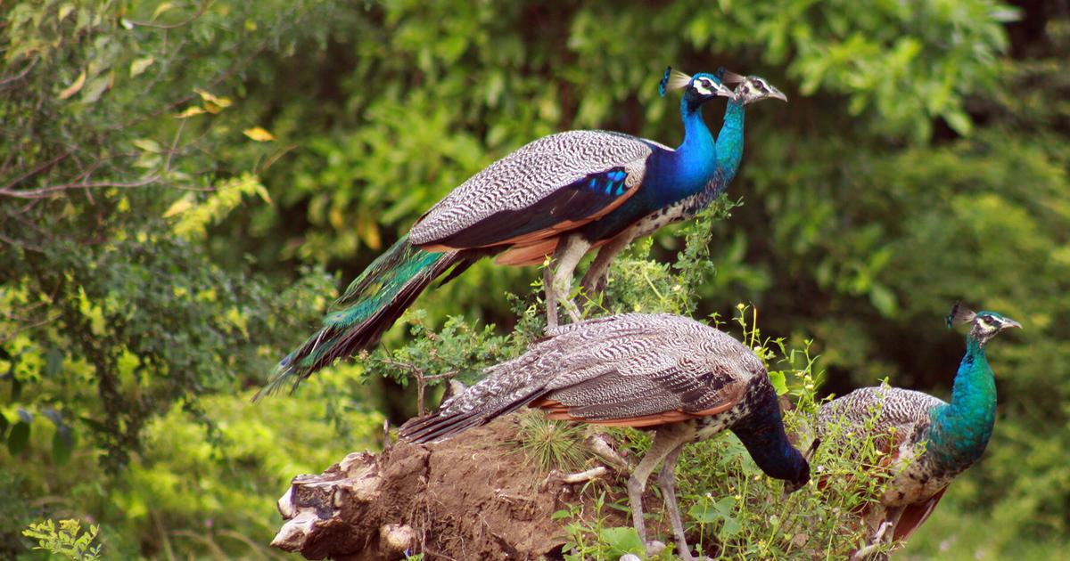 What is a Group of Peacocks Called Complete Guide Bird Fact