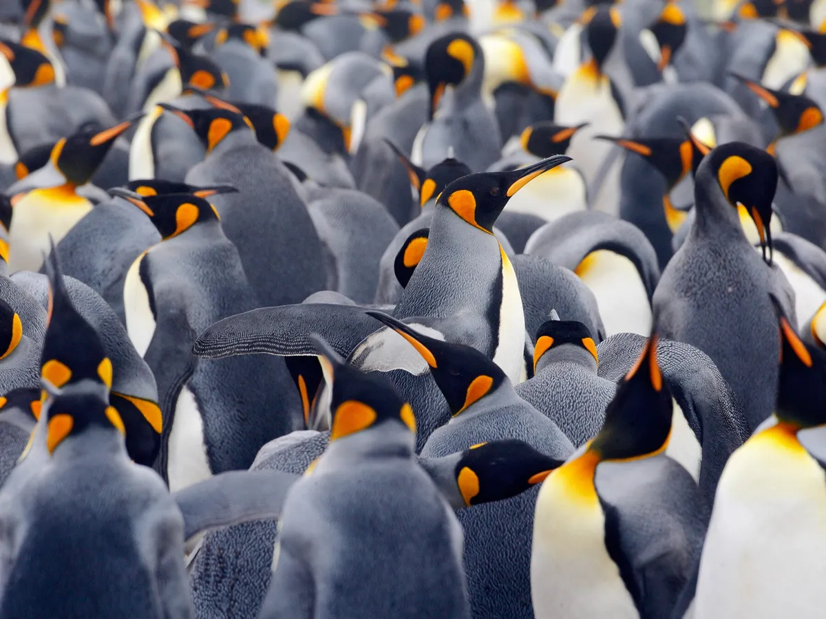 What is a Group of Penguins Called? (Complete Guide) | Birdfact