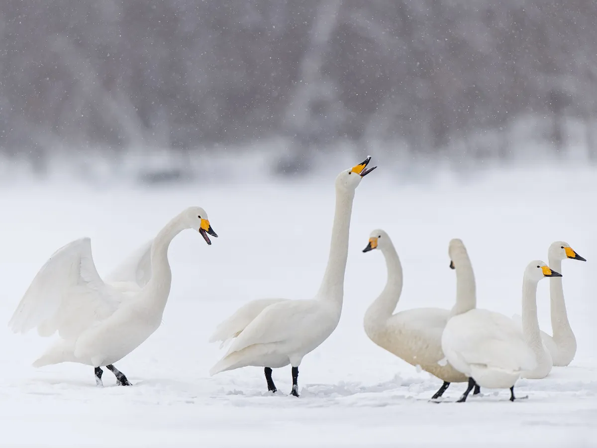 What is a Group of Swans Called? (Complete Guide)