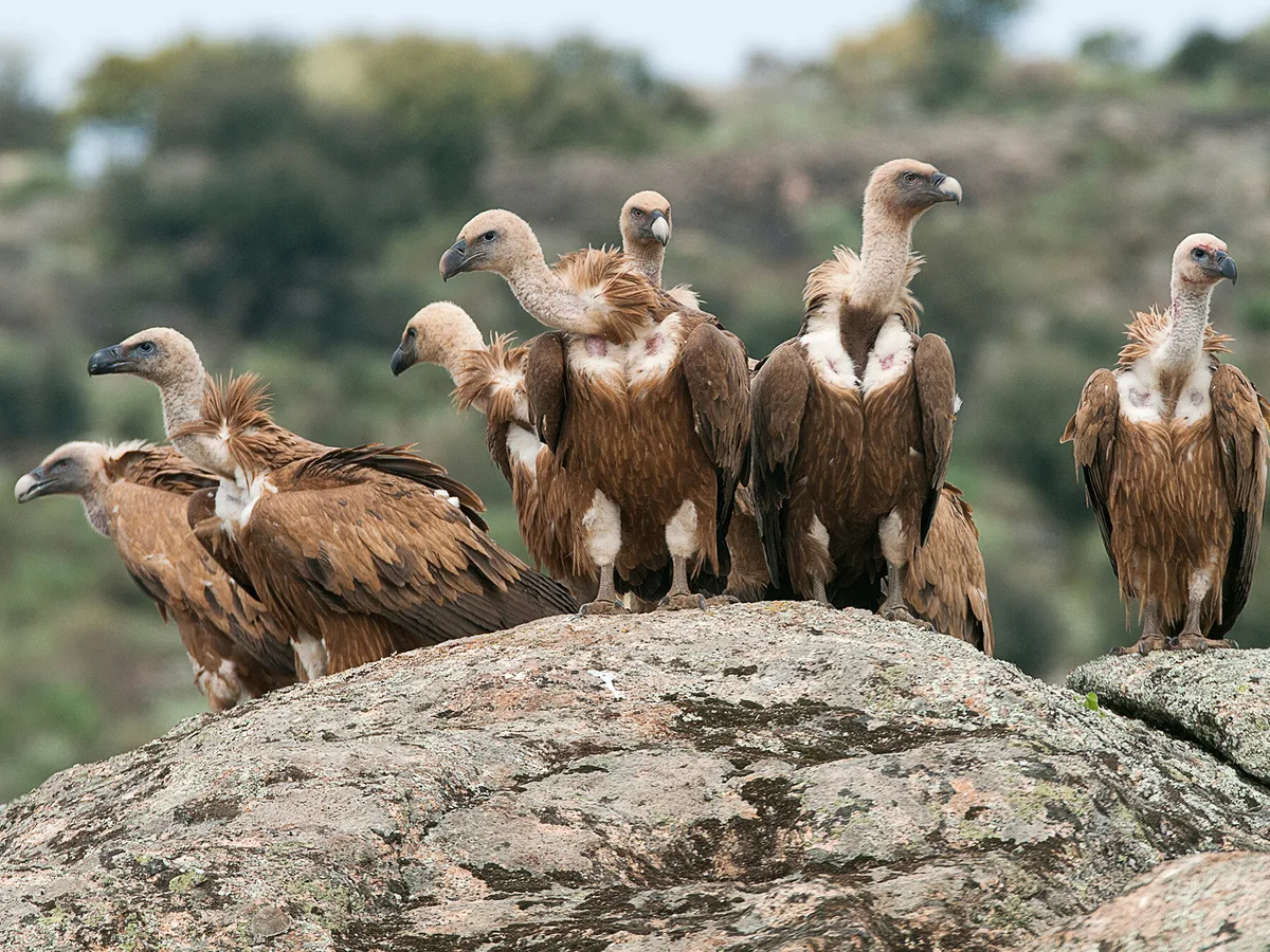 What is a Group of Vultures Called? (Everything Explained)