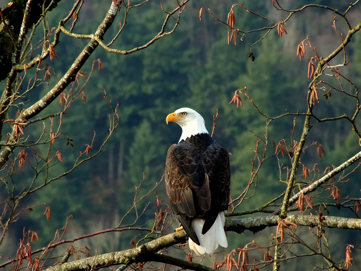 What Is The National Bird of the USA? (And Why)
