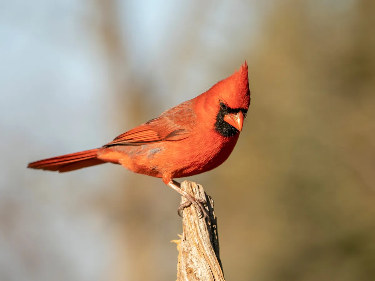 What is the State Bird of Kentucky? (And Why?)