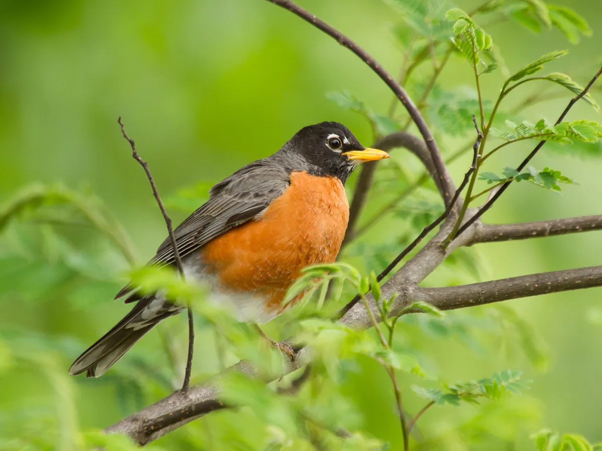 What is the State Bird of Michigan? (And Why?)