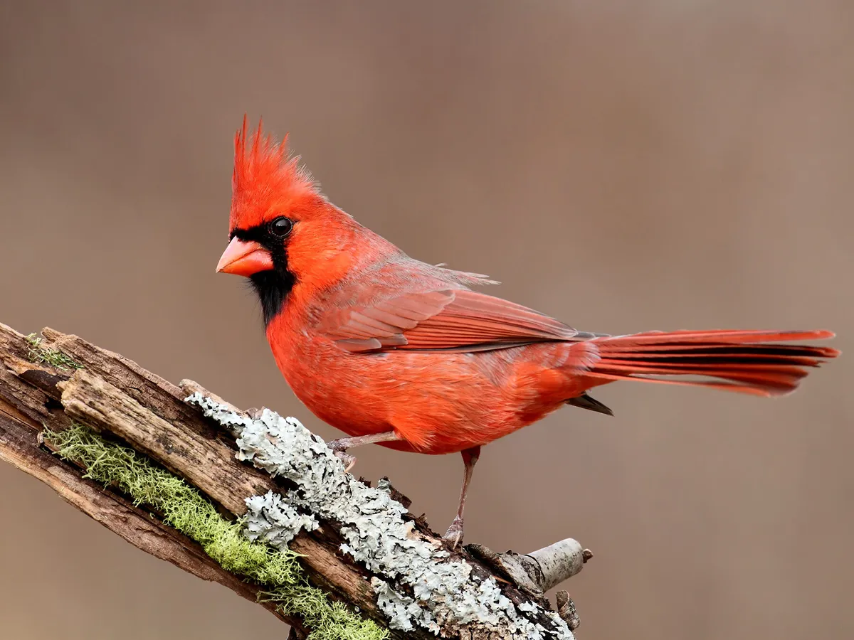 What is the State Bird of Ohio? (And Why?)