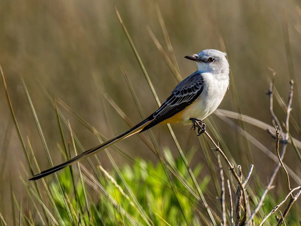 What is the State Bird of Oklahoma? (And Why?)