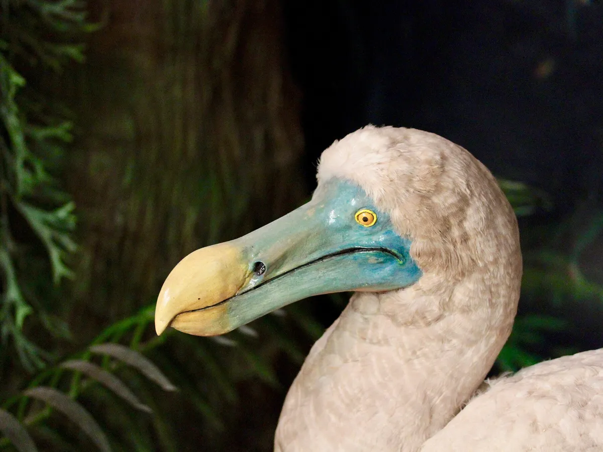 When Did The Dodo Bird Go Extinct? (Everything Explained)