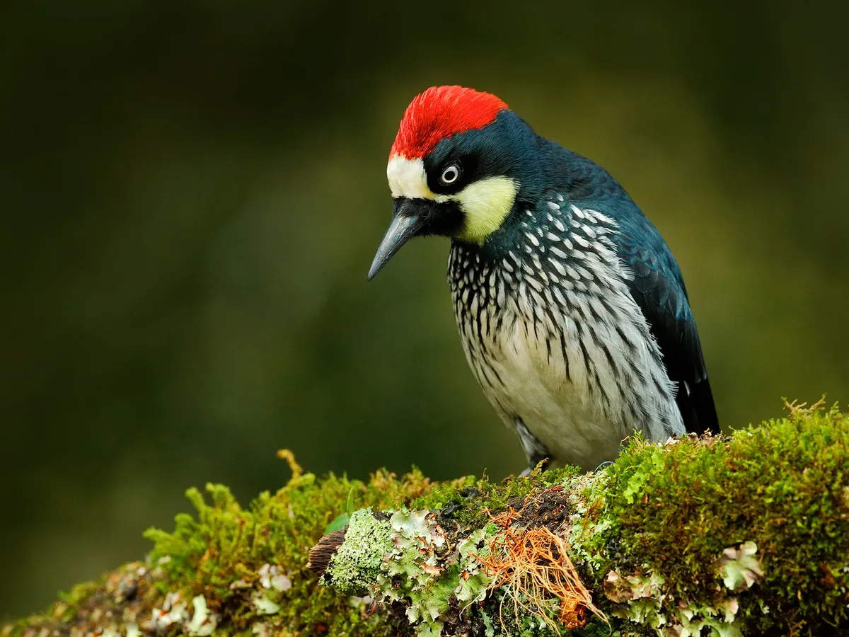 Where Do Acorn Woodpeckers Live? (Habitat + Distribution)