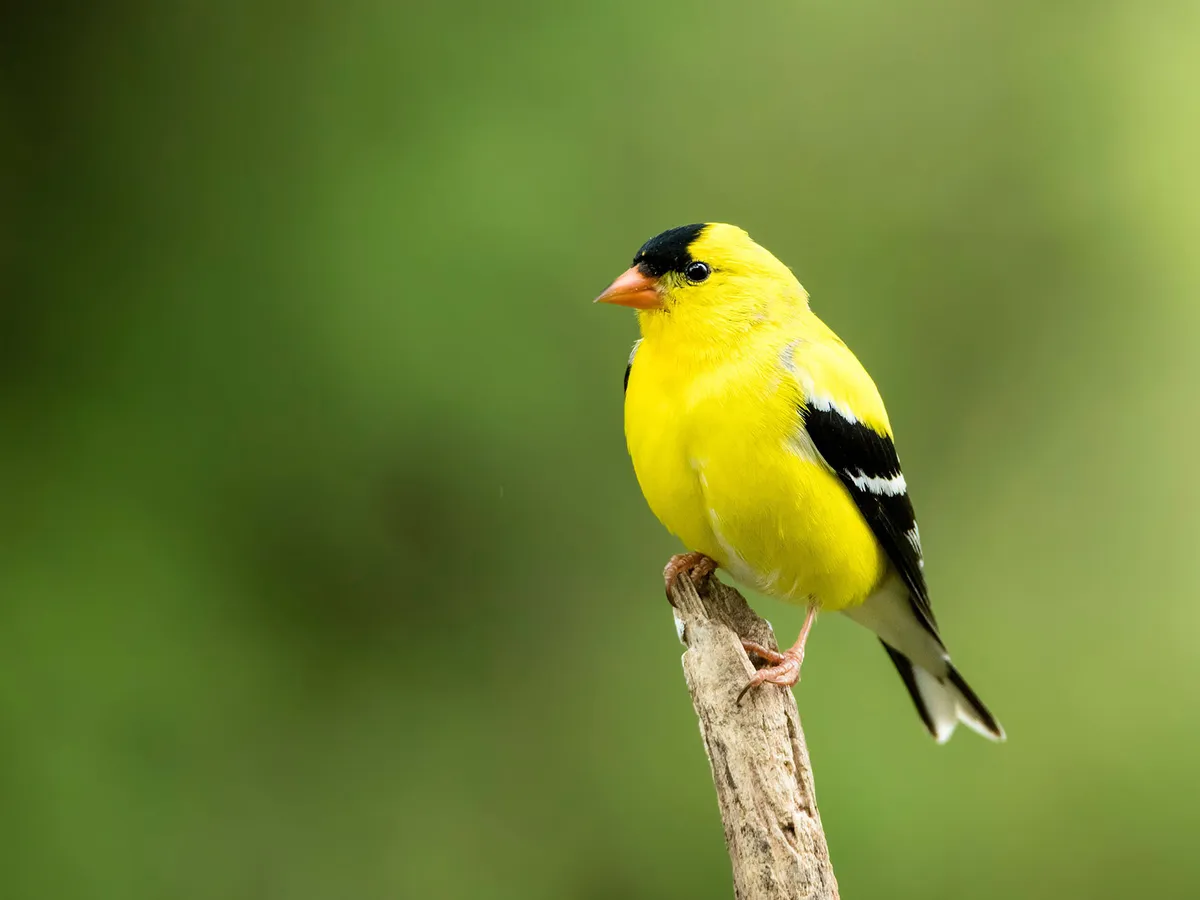 Where Do American Goldfinches Live? (Habitat, Range + Distribution)
