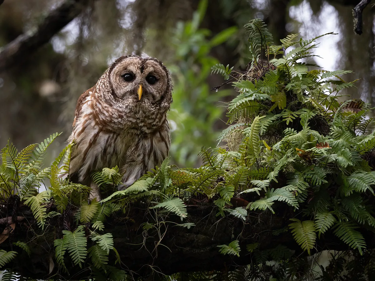 Where Do Barred Owls Live? (Habitat + Distribution)