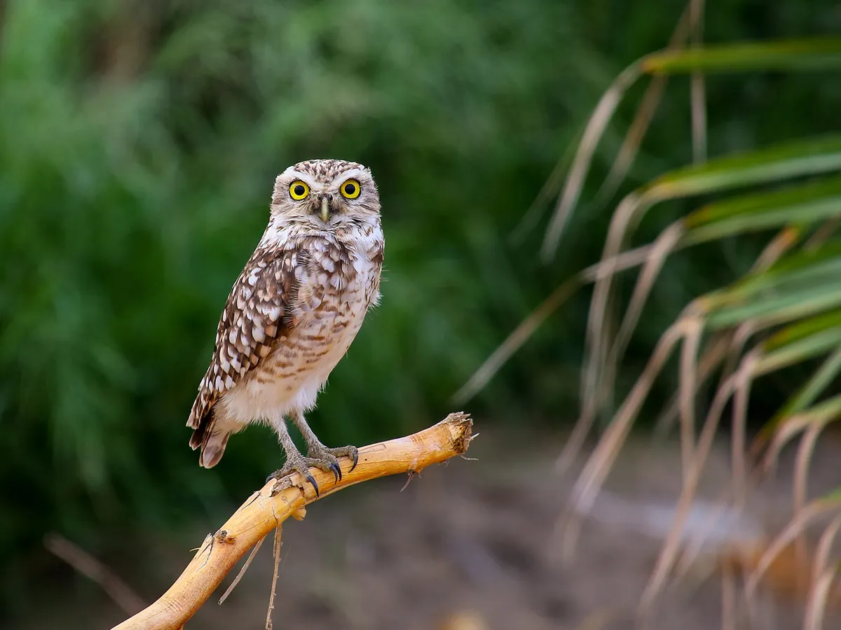 Where Do Burrowing Owls Live? (Habitat + Distribution)