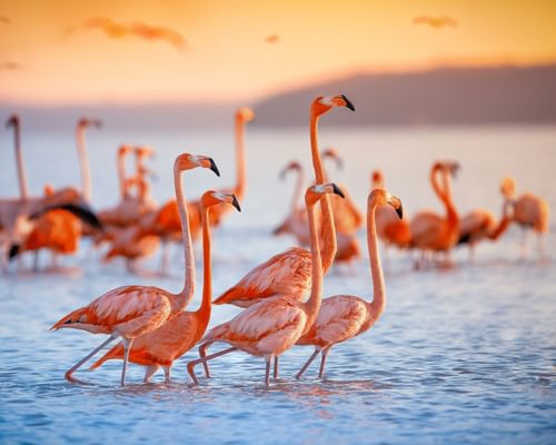 Where Do Flamingos Live? (Habitat, Range + Distribution)